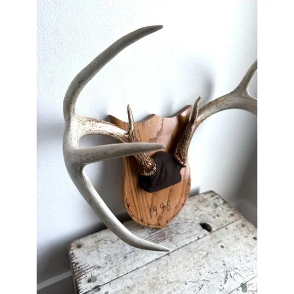8 Point Whitetail Deer Antler Rack on Oak Plaque Rustic Michigan Mount 20" Wide - Picture 3 of 16